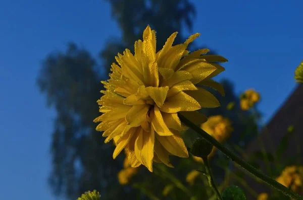 多年生的亮黄色金黄色花 Rudbeckia Laciniata 双花植物 后背是一幢有棕色屋顶的房子 — 图库照片