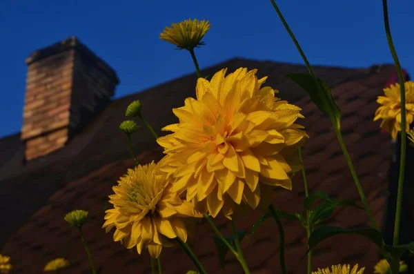 Яскраво Жовтий Багаторічний Золотий Глобус Rudbeckia Laciniata Двоквіткова Рослина Rudbeckia — стокове фото