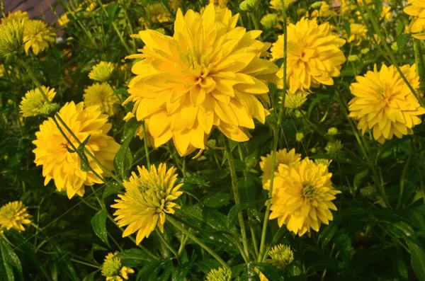 Λαμπερό Κίτρινο Πολυετές Golden Glow Rudbeckia Laciniata Διπλής Ανθοφορίας Φυτό — Φωτογραφία Αρχείου