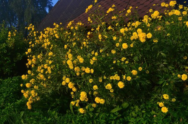 Ярко-желтый многолетний Золотой Свет (Rudbeckia laciniata) двойной цветок plant.Rudbeckia laciniata желтые цветы в саду крупным планом. На заднем плане дом с коричневой крышей