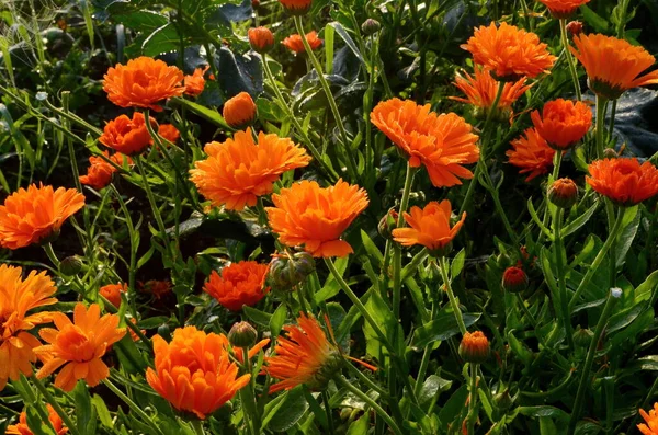 Calendula Officinalis Avec Des Gouttes Pluie Tôt Matin Été Fleurs — Photo