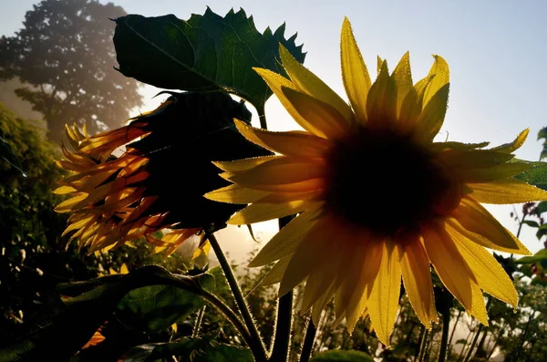 Primer Plano Girasol Con Gotas Lluvia Temprano Mañana —  Fotos de Stock