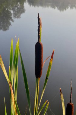 Kedi kuyruğu yaprakları ve örümcek laleli çiçekler, yazın suyun yanında büyüyorlar. Acorus (Acorus Calamus) veya tatlı bayrak
