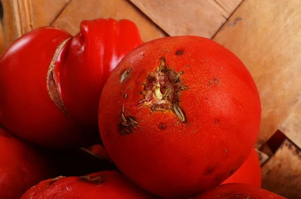 Rotten many red tomato. Tomatoes damaged by pest. Mold on vegetables.