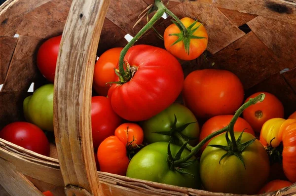 Sporchi Molti Pomodori Rossi Pomodori Danneggiati Parassiti Muffa Verdure — Foto Stock