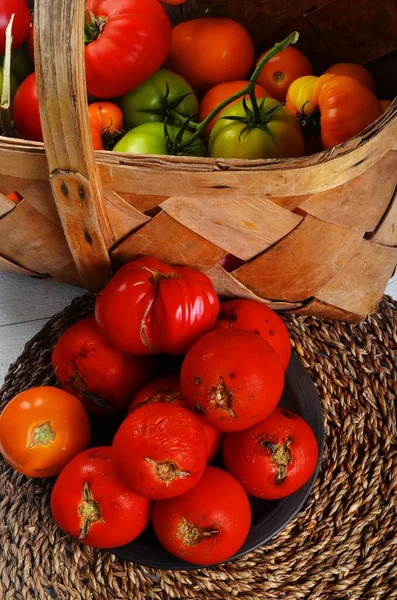 Muitos Tomates Vermelhos Podres Tomates Danificados Por Pragas Molde Legumes — Fotografia de Stock