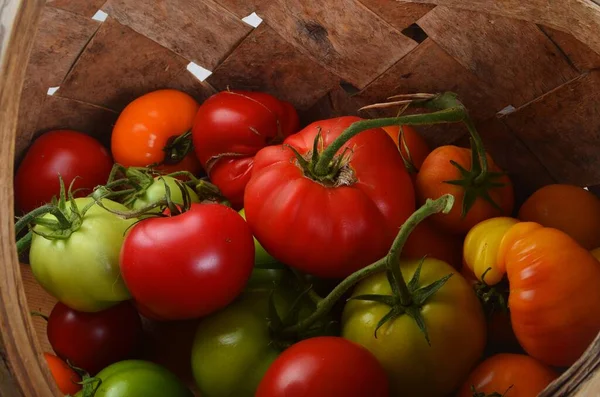Tomates Ecológicos Frescos Una Cesta Madera Mimbre —  Fotos de Stock