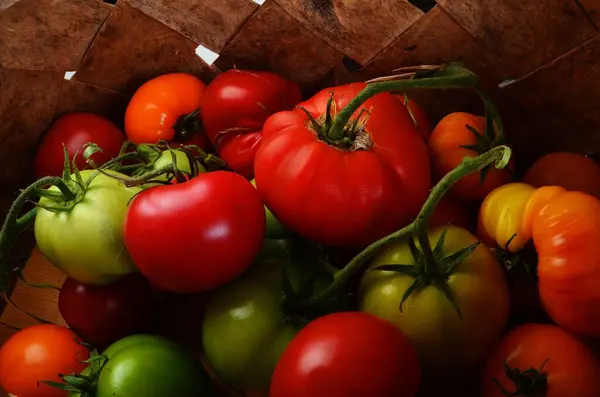 Świeże Pomidory Ekologiczne Wiklinowym Drewnianym Koszu — Zdjęcie stockowe
