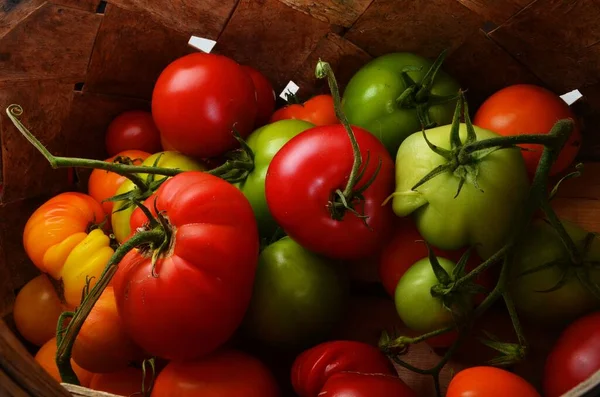 Tomates Orgânicos Frescos Uma Cesta Madeira Vime — Fotografia de Stock