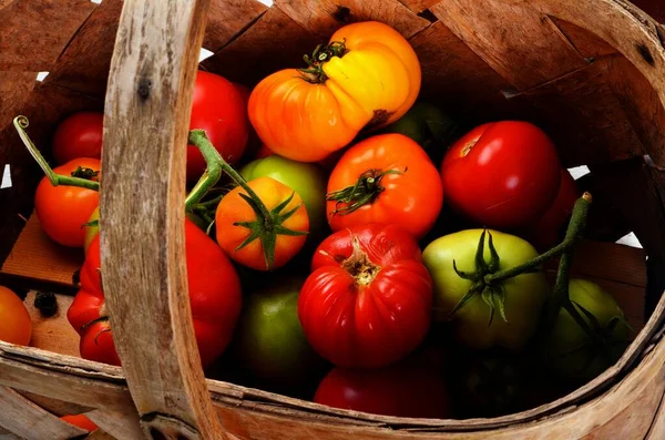 Tomates Orgânicos Frescos Uma Cesta Madeira Vime — Fotografia de Stock