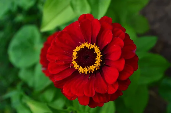 Bahçede açan kırmızı zinya çiçekleri. Güzel kırmızı zinna çiçekleri. Çiçek arkaplanı