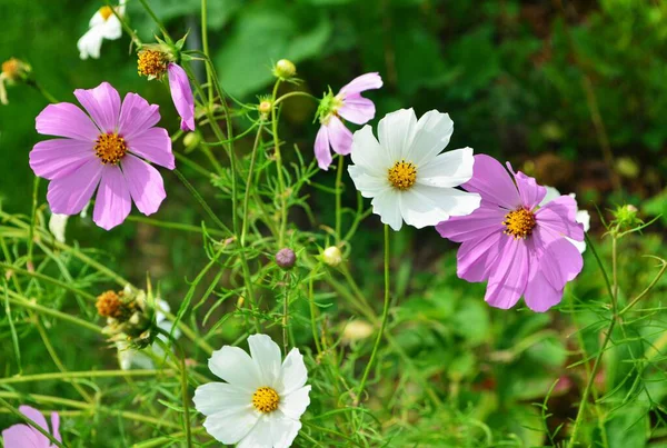 Krásné Kosmu Květiny Zahradě Bílé Růžové Kosmu Letní Zahradní Květiny — Stock fotografie