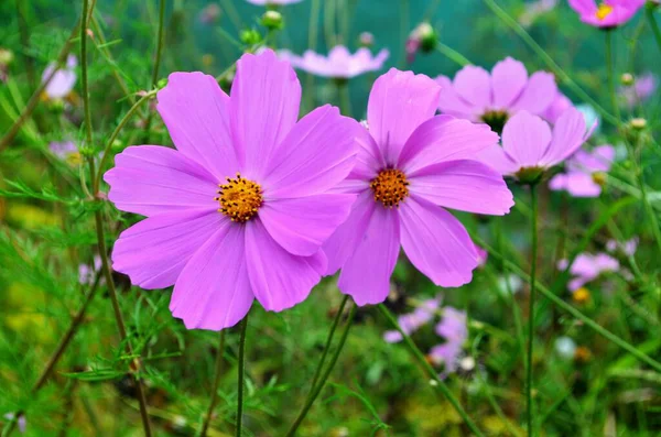 Bellissimi Fiori Cosmo Giardino Cosmo Bianco Rosa Fiori Del Giardino — Foto Stock