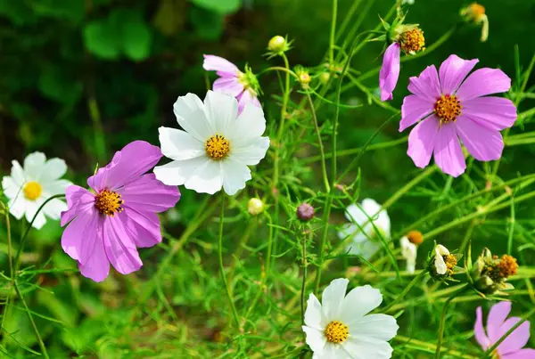 Bellissimi Fiori Cosmo Giardino Cosmo Bianco Rosa Fiori Del Giardino — Foto Stock