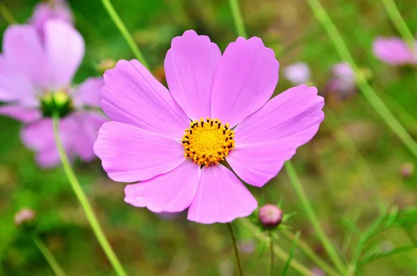 Bellissimi Fiori Cosmo Giardino Cosmo Bianco Rosa Fiori Del Giardino — Foto Stock