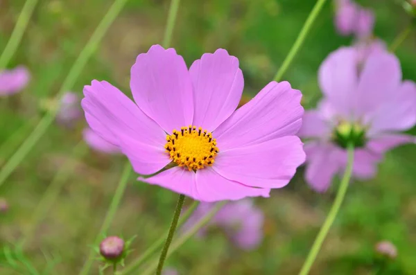 Bellissimi Fiori Cosmo Giardino Cosmo Bianco Rosa Fiori Del Giardino — Foto Stock