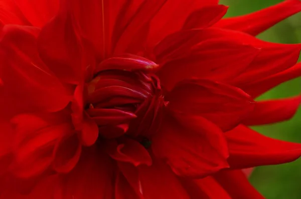 Güzel Kırmızı Paskalya Çiçekleri Çiçek Arkaplanı — Stok fotoğraf