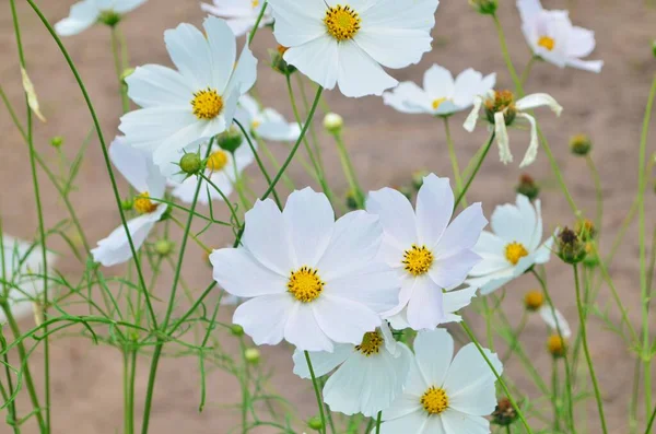 Bellissimi Fiori Cosmo Giardino Cosmo Bianco Rosa Fiori Del Giardino — Foto Stock