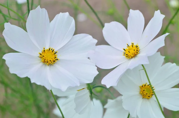 Όμορφα Λουλούδια Σύμπαν Έναν Κήπο Λευκό Και Ροζ Σύμπαν Άνθη — Φωτογραφία Αρχείου