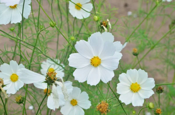 Bellissimi Fiori Cosmo Giardino Cosmo Bianco Rosa Fiori Del Giardino — Foto Stock