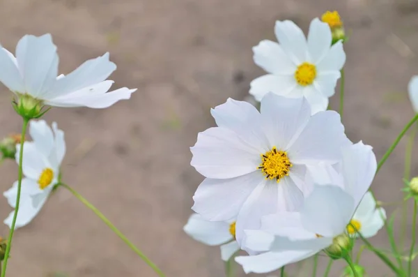 Piękne Kwiaty Kosmosu Ogrodzie Biały Różowy Kosmos Lato Kwiaty Ogrodowe — Zdjęcie stockowe