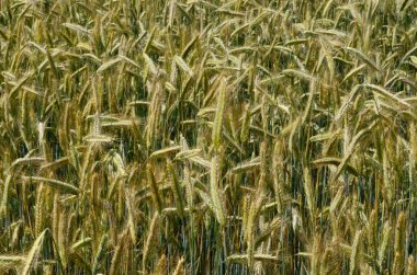 Yazın sonunda tamamen olgunlaşmış buğday tarlaları. gevrek alanı arkaplanı