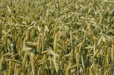 Yazın sonunda tamamen olgunlaşmış buğday tarlaları. gevrek alanı arkaplanı