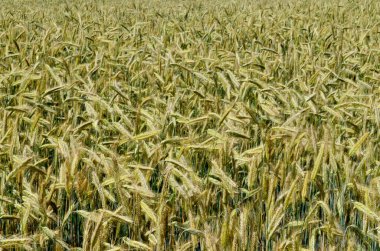 Yazın sonunda tamamen olgunlaşmış buğday tarlaları. gevrek alanı arkaplanı