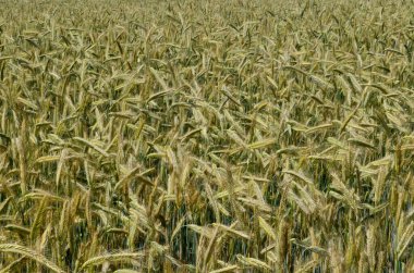 Yazın sonunda tamamen olgunlaşmış buğday tarlaları. gevrek alanı arkaplanı