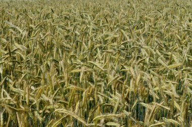 Yazın sonunda tamamen olgunlaşmış buğday tarlaları. gevrek alanı arkaplanı