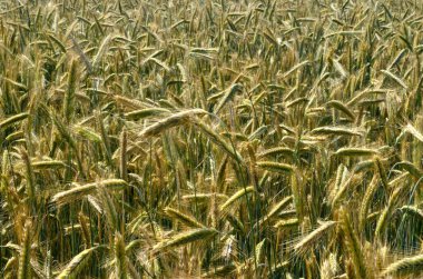 Yazın sonunda tamamen olgunlaşmış buğday tarlaları. gevrek alanı arkaplanı