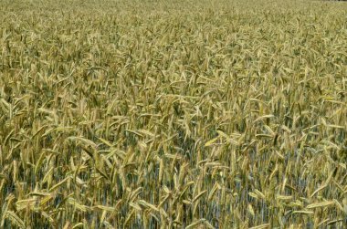 Yazın sonunda tamamen olgunlaşmış buğday tarlaları. gevrek alanı arkaplanı