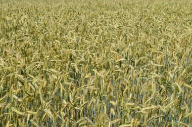 Yazın sonunda tamamen olgunlaşmış buğday tarlaları. gevrek alanı arkaplanı