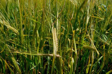 Yazın sonunda tamamen olgunlaşmış buğday tarlaları. gevrek alanı arkaplanı