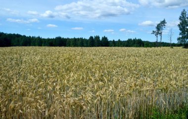 Olgunlaşmış sarı mısır gevreği tarlası. Arka planda ağaç olan buğday tarlaları, güneşli bir gün