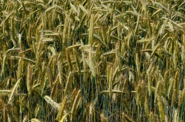 Fields Wheat End Summer Fully Ripe Cereal Field Background — Stock Photo, Image