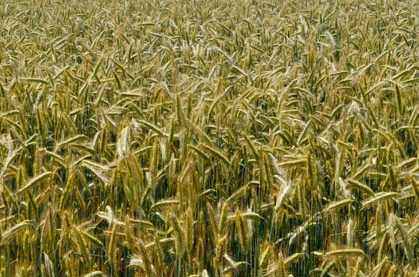 Поля Пшеницы Конце Лета Полностью Созрели Фон Зернового Поля — стоковое фото