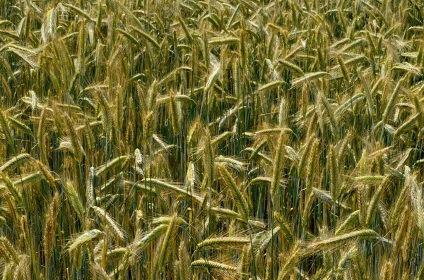 Weizenfelder Ende Des Sommers Voll Reif Hintergrund Getreidefeld — Stockfoto