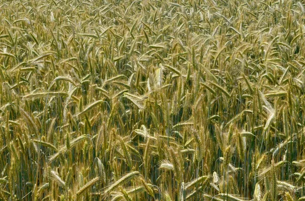 Yazın sonunda tamamen olgunlaşmış buğday tarlaları. gevrek alanı arkaplanı