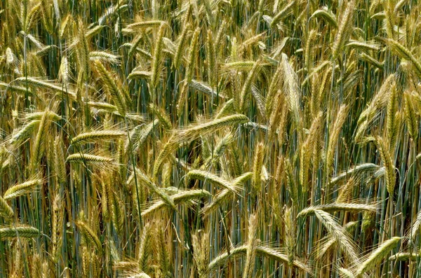 Vete Fält Slutet Sommaren Fullt Mogna Bakgrund Till Spannmålsfältet — Stockfoto