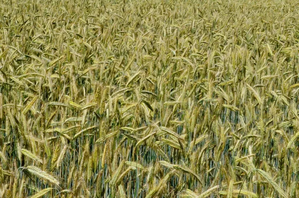 Fields Wheat End Summer Fully Ripe Cereal Field Background — Stock Photo, Image