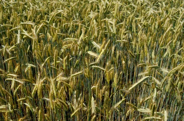 Yazın Sonunda Tamamen Olgunlaşmış Buğday Tarlaları Gevrek Alanı Arkaplanı — Stok fotoğraf