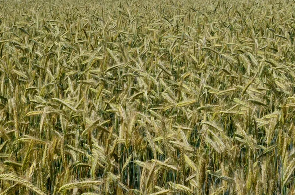 Yazın sonunda tamamen olgunlaşmış buğday tarlaları. gevrek alanı arkaplanı