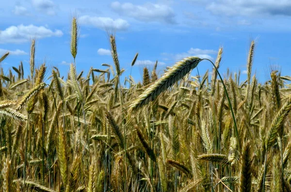 Campo Grano Giallo Contro Cielo Blu — Foto Stock