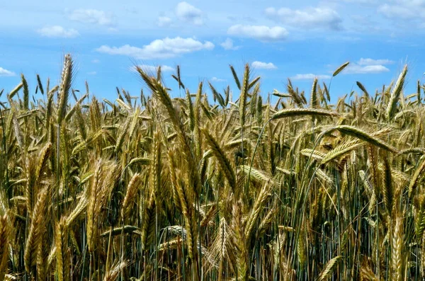 Желтое Пшеничное Поле Против Голубого Неба — стоковое фото