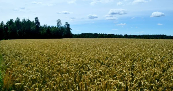 Αγροτικό Τοπίο Τον Άνεμο Κατεστραμμένο Τομέα Των Δημητριακών Λετονία — Φωτογραφία Αρχείου