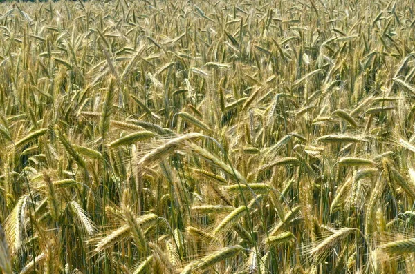 Yazın sonunda tamamen olgunlaşmış buğday tarlaları. gevrek alanı arkaplanı