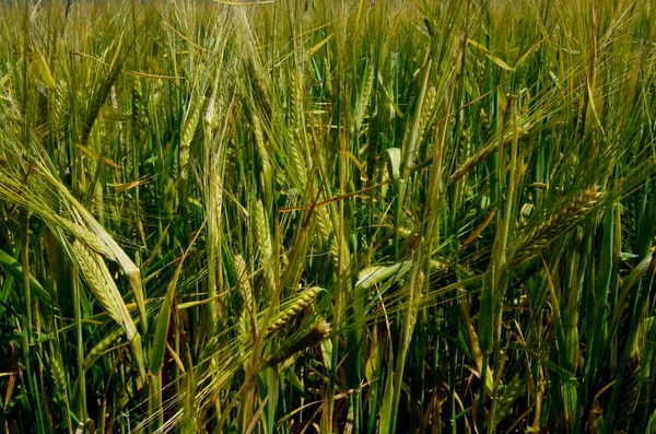 Pole Pšenice Konci Léta Jsou Plně Zralá Pozadí Pole Obilovin — Stock fotografie