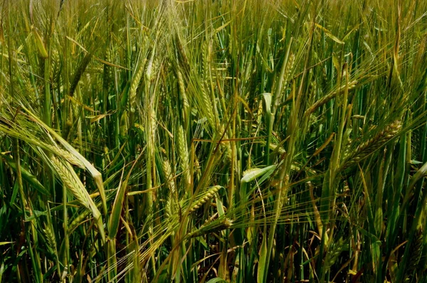 Pole Pšenice Konci Léta Jsou Plně Zralá Pozadí Pole Obilovin — Stock fotografie
