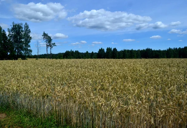 Pole Dojrzewania Żółtych Zbóż Pola Pszenicy Drzewem Tle Słoneczny Dzień — Zdjęcie stockowe